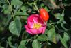 Greenmantle rose photo