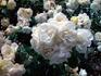 Daniel Lacombe rose photo