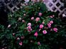 Rosy Minuetto ™ rose photo