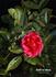 Stadtrat Meyn rose photo