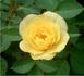 Lemon Gems rose photo