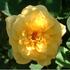 Lemon Gems rose photo