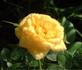 Lemon Gems rose photo