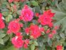Charming Parade rose photo