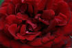 Isabelle Renaissance rose photo