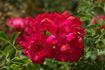 Andromeda ® rose photo