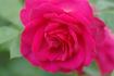 Maritim rose photo