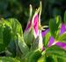 R. rugosa typica rose photo