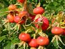R. rugosa typica rose photo