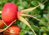 R. rugosa typica rose photo