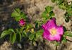 R. rugosa typica rose photo