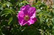 R. rugosa typica rose photo
