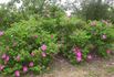 R. rugosa typica rose photo