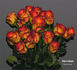 High rose photo