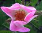 Lady Curzon rose photo