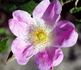 Lady Curzon rose photo