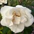 Madame Georges Bruant rose photo