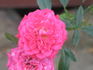 Ms Rhonda Louise rose photo