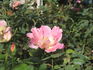 Dapple Dawn rose photo