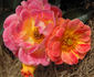 Bessy rose photo