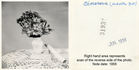 Cineraire rose photo