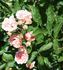 Doris Ryker rose photo