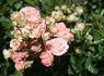 Doris Ryker rose photo