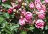 Cameo rose photo