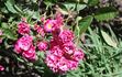 Pride of Hurst rose photo