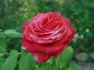 Cajun Spice rose photo