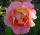 Lafter rose photo