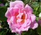 Nymphenburg rose photo