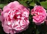 Nymphenburg rose photo