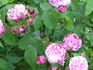 Fulgens rose photo