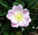 Catherine Seyton rose photo