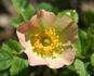 Lord Penzance rose photo