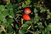 Greenmantle rose photo