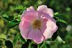 Julia Mannering rose photo