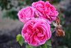 Monsieur Cordeau rose photo
