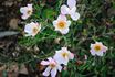 Rayon Butterflies rose photo