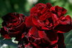 Isabelle Renaissance rose photo