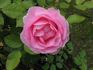Pretty Polly rose photo