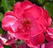 Red Blanket ® rose photo