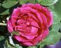 Paul Verdier rose photo