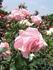 Almandet rose photo