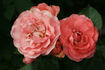 Amelia Renaissance rose photo