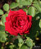 Kashmir rose photo