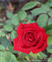 Kashmir rose photo
