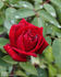 Kashmir rose photo