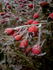 Red Mirato rose photo